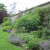 Herbaceous plants