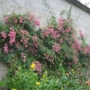 Herbaceous plants