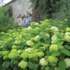 Herbaceous plants