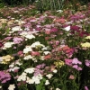 Beautiful Achilloea