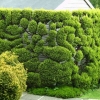 Sculpted hedge - photo by David Robinson