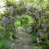 Wisteria arch - photo by David Robinson