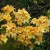 Yellow Azalea - photo by David Robinson