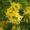 Yellow Azalea close-up - photo by David Robinson