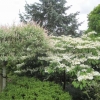 More Vibernum tinus
