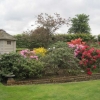 The Azalea bed