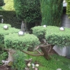 Sculpted Leylandii