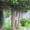 Stones training the trees