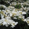 Vibernum tinus
