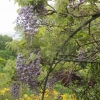 Wisteria