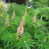 Lupins