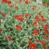Rock roses