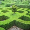 Formal planting? or a maze?