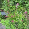 Pretty pink miniature roses