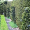 Four people leaning against the hedge