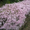 Rock rose