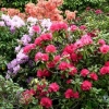 Azaleas - photo by David Robinson