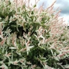 Ornamental Willow - photo by David Robinson