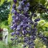 Wisteria close-up - photo by David Robinson
