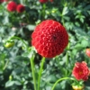 IMG_3290 (1280x960)