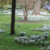 Snowdrops alongside the drive