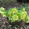 Yellow Hellebores
