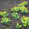 Aconites in the front garden