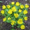 Aconites