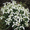 Lovely clump of snowdrops