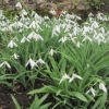 More dainty snowdrops