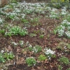 Carpet of snowdrops