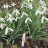 Snowdrop "Comet" variety