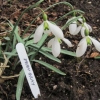 Snowdrop "John Gray" variety