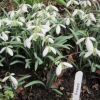 Snowdrop "Curly" variety