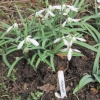 Snowdrop "Magnet" variety