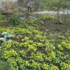 A carpet of aconites