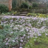 Another carpet of crocuses
