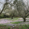 More crocuses