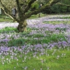 And even more crocuses