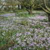 Back to the crocuses again