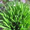 A very tall snowdrop plant with just one flower