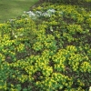 A sea of aconites