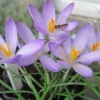 The hover wasp likes this crocus