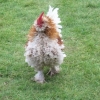 Beautiful bantams with furry feet