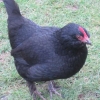 Beautiful sleek coat - more like a moorhen than a hen
