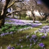 Helen Lamb's photo of back garden and house