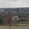 A few interested seagulls