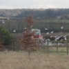 A few more interested seagulls