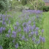 Tall blue Camasia flowers