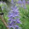 Tall blue Camasia flower
